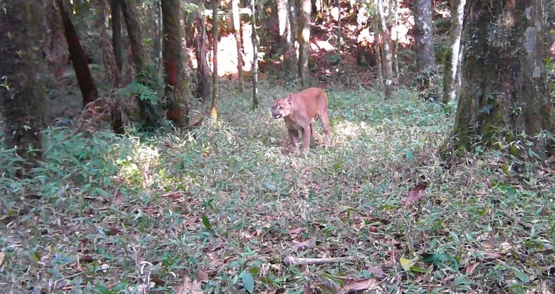 Onça parda é avistada no Pico da Caledônia em Nova Friburgo