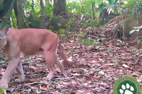 Onça parda é flagrada em Cachoeiras de Macacu-RJ