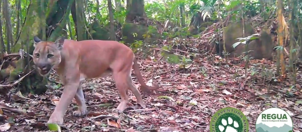 Onça parda é flagrada em Cachoeiras de Macacu-RJ