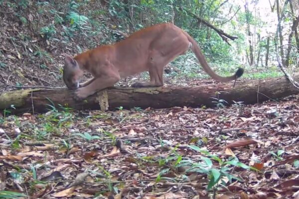 Onça parda é vista dentro da Reserva Ecológica de Guapiaçu em Cachoeiras de Macacu