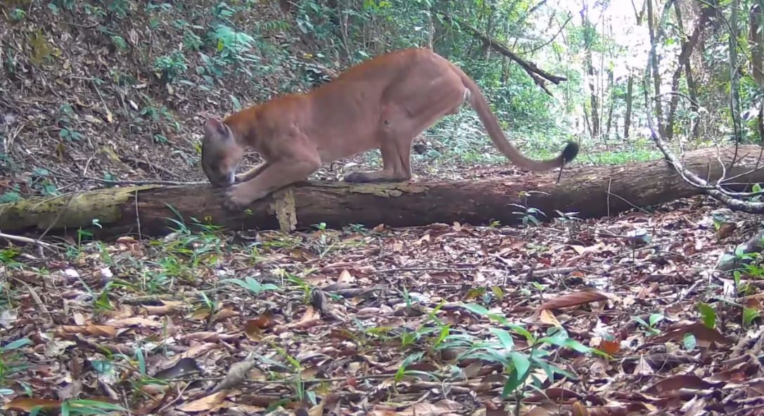 Onça parda é vista dentro da Reserva Ecológica de Guapiaçu em Cachoeiras de Macacu