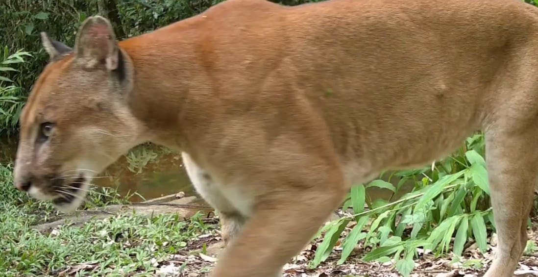 Onça parda é vista em Além Paraíba-MG e encanta moradores