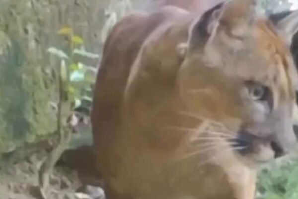 Onça parda, gato do mato e animais em extinção são preservados em Nova Friburgo