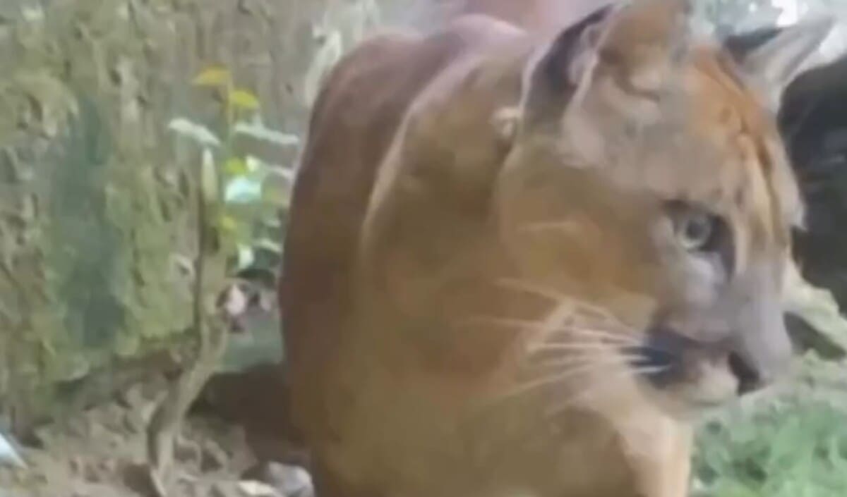 Onça parda, gato do mato e animais em extinção são preservados em Nova Friburgo