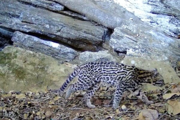 Onça parda, gato-do-mato-pequeno, gato-maracajá, jaguatiricaa e jaguarundi são avistados no Parque Estadual dos Três Picos em Nova Friburgo (4)
