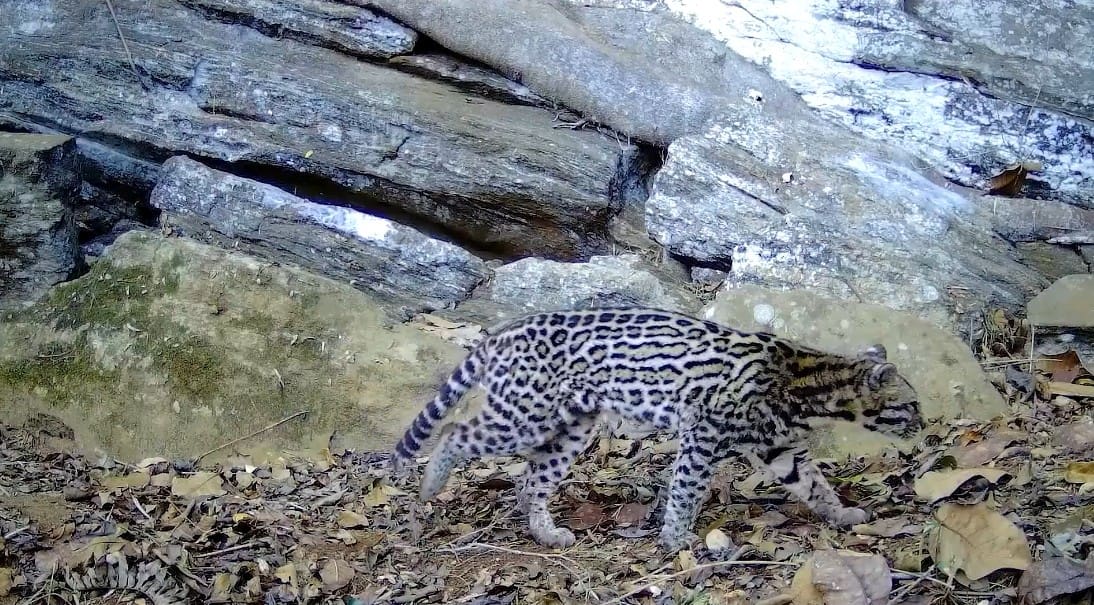 Onça parda, gato-do-mato-pequeno, gato-maracajá, jaguatiricaa e jaguarundi são avistados no Parque Estadual dos Três Picos em Nova Friburgo (4)