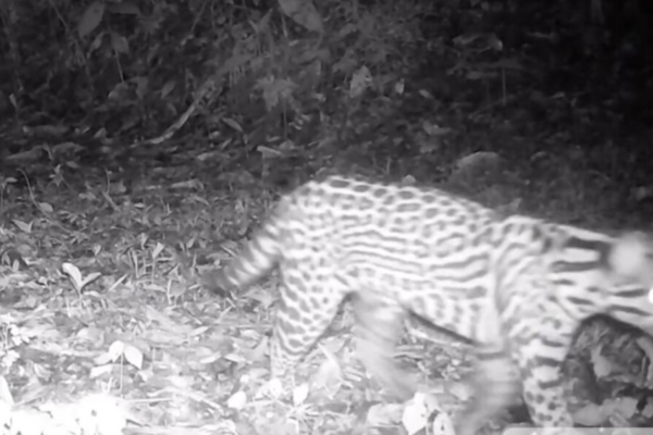 Jaguatirica em ambiente noturno, com pelagem manchada característica, na mata.
