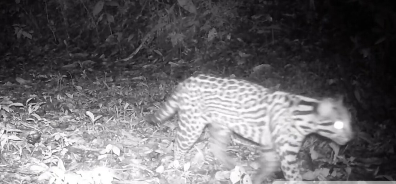 Jaguatirica em ambiente noturno, com pelagem manchada característica, na mata.