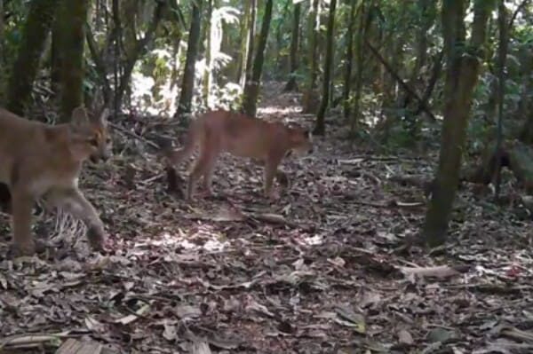 Onça parda mãe e filhote são avistado em Nova Friburgo no Rio de Janeiro