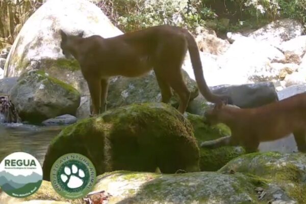 Onça parda mãe é vista com filhotes dando passeio na Reserva Ecológica de Guapiaçu em Cachoeiras de Macacu