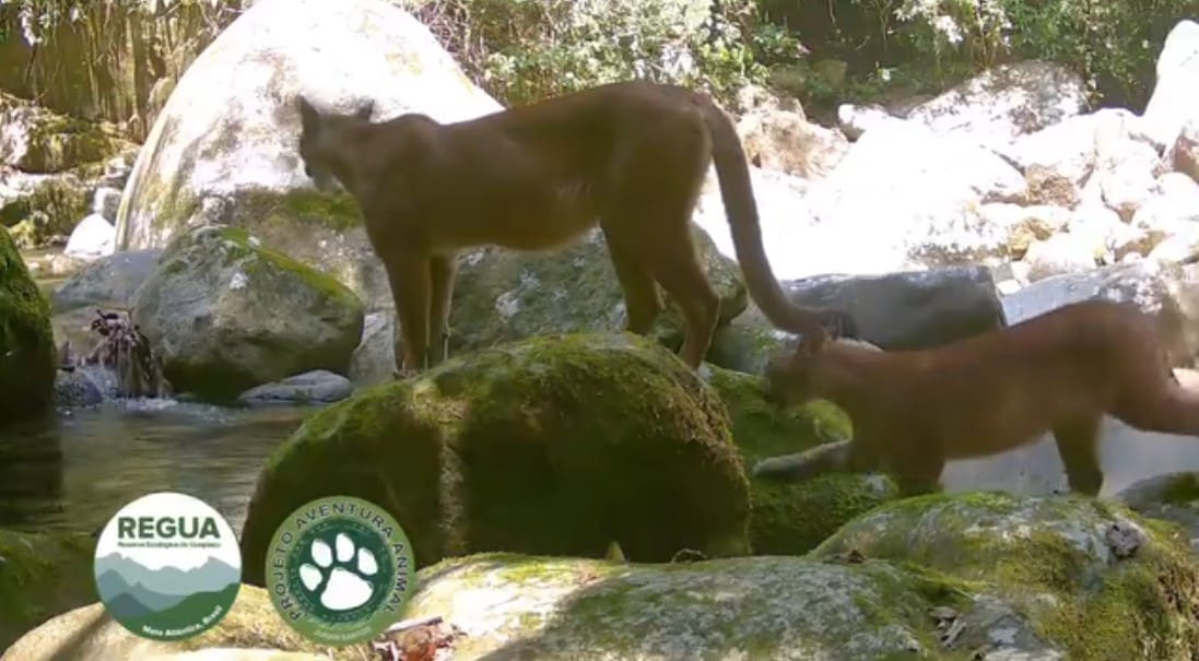 Onça parda mãe é vista com filhotes dando passeio na Reserva Ecológica de Guapiaçu em Cachoeiras de Macacu