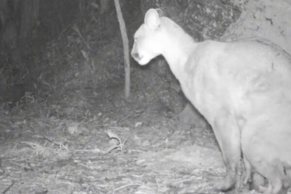 Onça parda marca território e imagem encanta biólogos