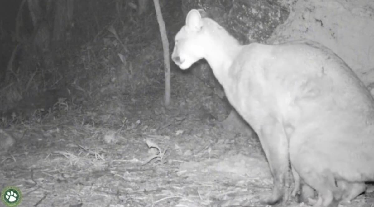 Onça parda marca território e imagem encanta biólogos
