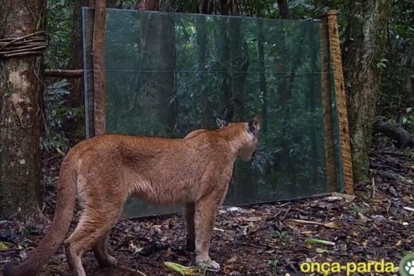 Onça parda vê seu próprio reflexo pela primeira vez, dentro da Mata Atlântica