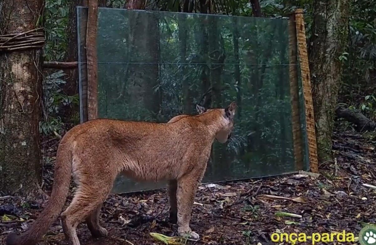 Onça parda vê seu próprio reflexo pela primeira vez, dentro da Mata Atlântica