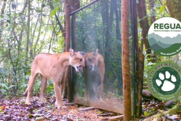 Onça parda se ve dentro de espelho na Reserva Ecológica de Guapiaçu no Rio de Janeiro
