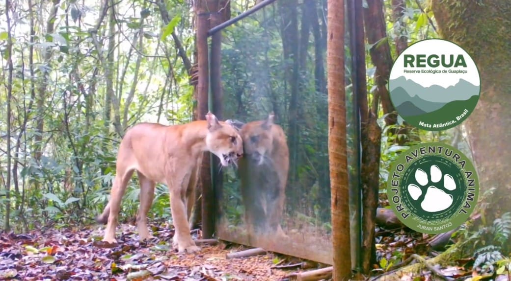 Onça parda se ve dentro de espelho na Reserva Ecológica de Guapiaçu no Rio de Janeiro