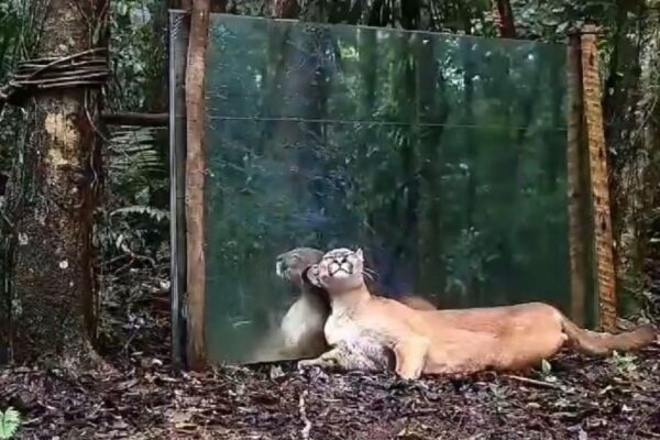 Onça parda se vê no espelho e produz reações fofas e inesperadas