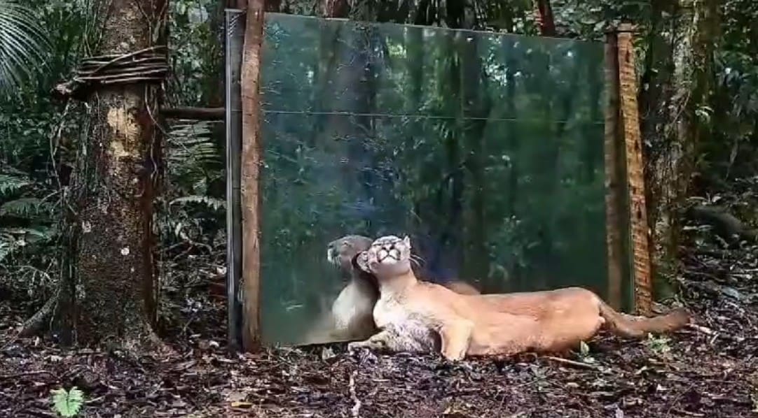 Onça parda se vê no espelho e produz reações fofas e inesperadas