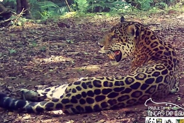 Onça pintada tira uma soneca no Parque Nacional do Iguaçu