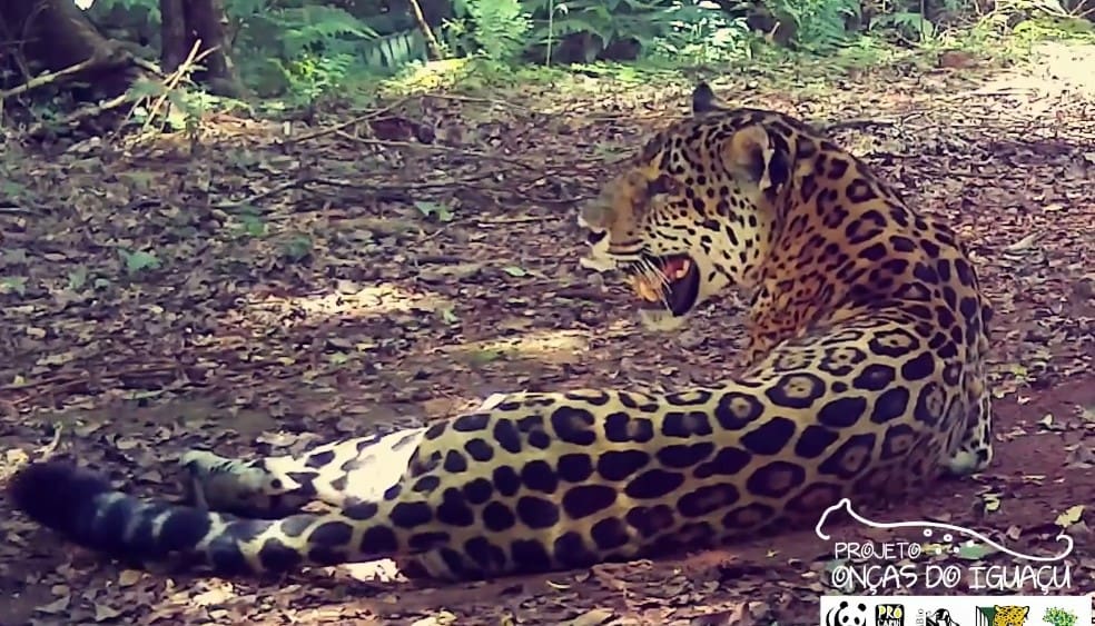 Onça pintada tira uma soneca no Parque Nacional do Iguaçu