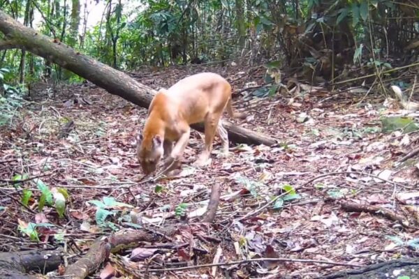 Onças macho e fêmea interagem por meio dos seus cheiros, dentro da Reserva Ecológica de Guapiaçu