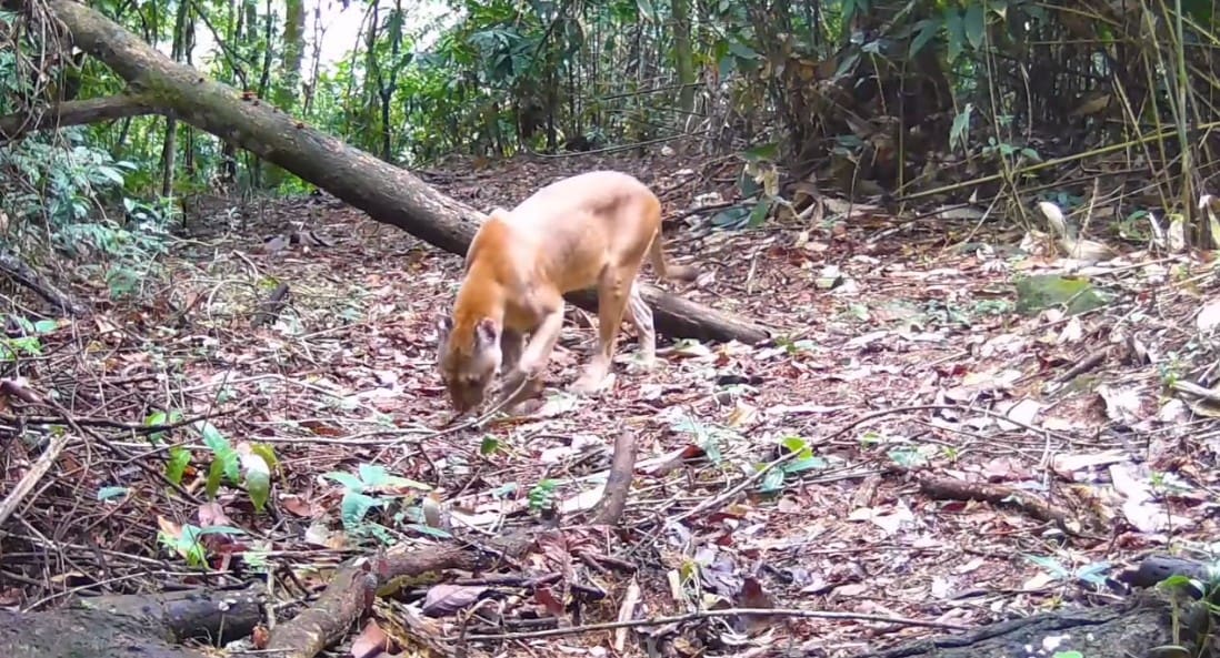 Onças macho e fêmea interagem por meio dos seus cheiros, dentro da Reserva Ecológica de Guapiaçu