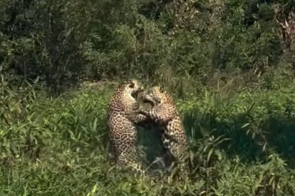 Onças pintadas avó e neta brigam no Pantanal - 1