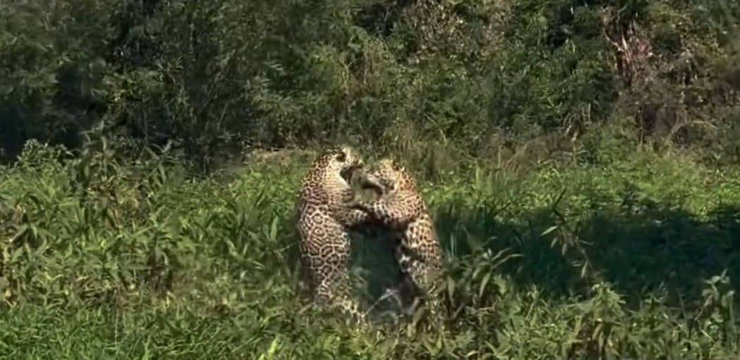 Onças pintadas avó e neta brigam no Pantanal - 1