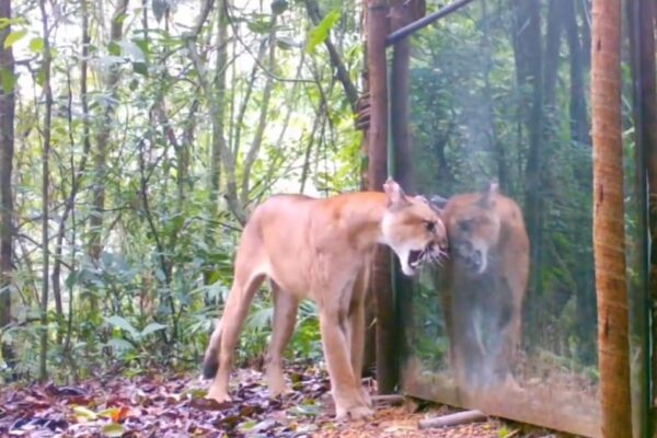 Onpa parda vê seu reflexo em espelho na Reserva Ecológica de Guapimirim, no Estado do Rio de Janeiro, e solta o rugido