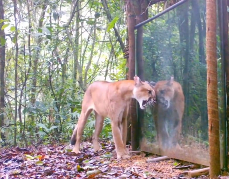 Onpa parda vê seu reflexo em espelho na Reserva Ecológica de Guapimirim, no Estado do Rio de Janeiro, e solta o rugido
