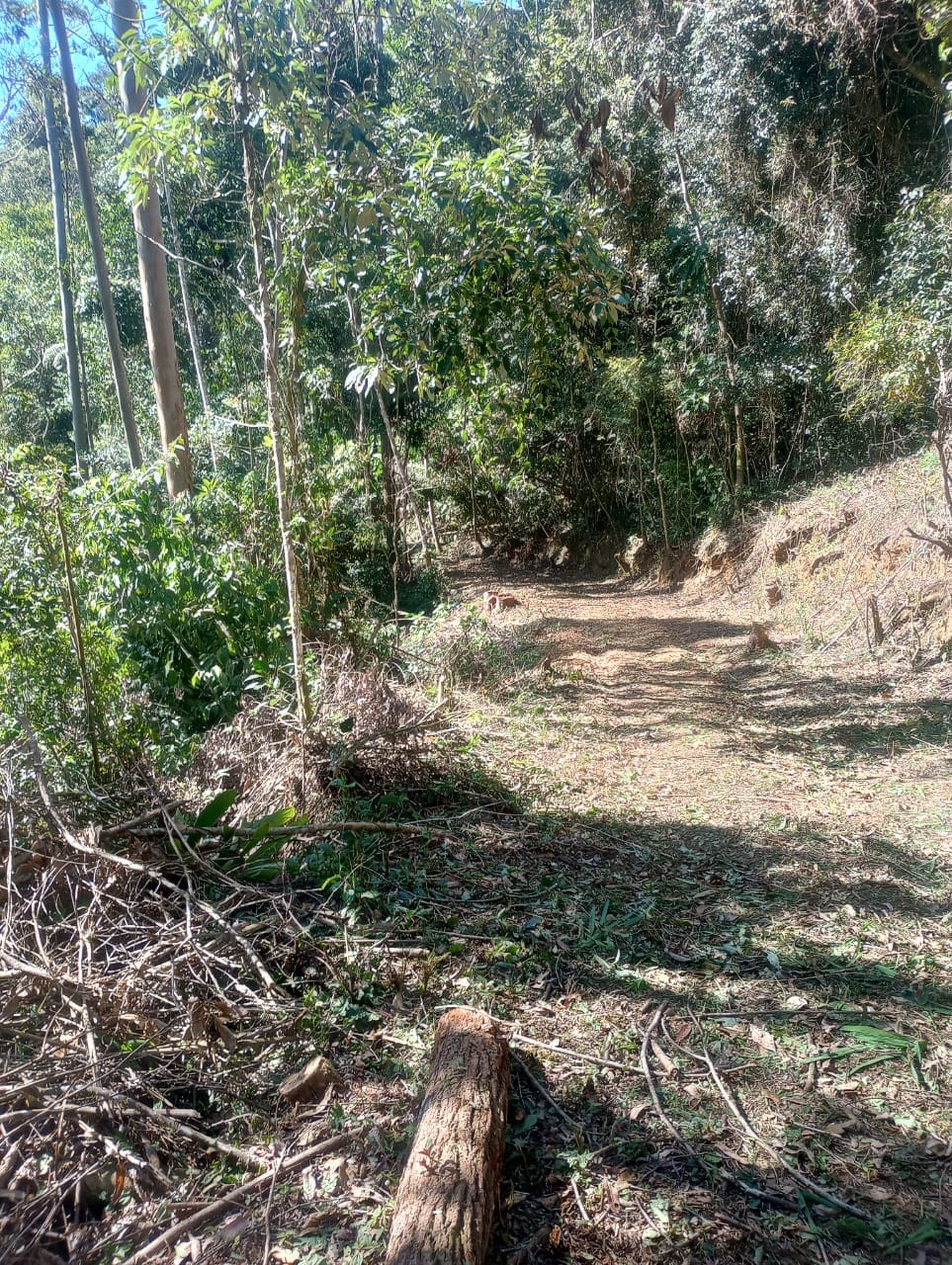 Desmatamento em Mury, na cidade de Nova Friburgo-RJ