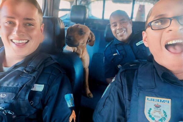 PM do Rio de Janeiro adota cachorro caramelo para usar em operações de combate ao crime (2)