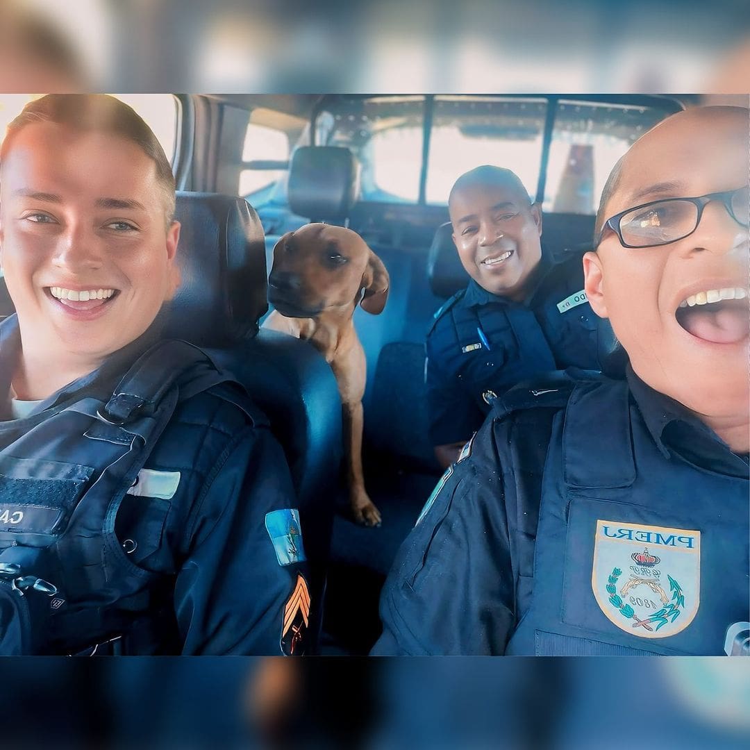 PM do Rio de Janeiro adota cachorro caramelo para usar em operações de combate ao crime (2)