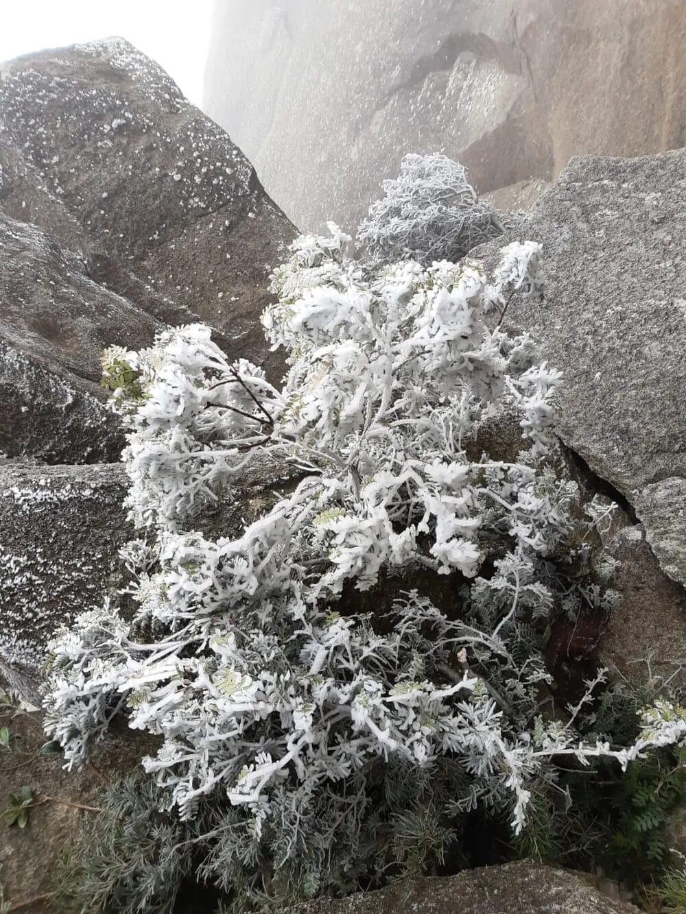 Parque Nacional de Itatiaia-RJ registra geada em 2022 - Foto Arquivo Jonathan Rocha