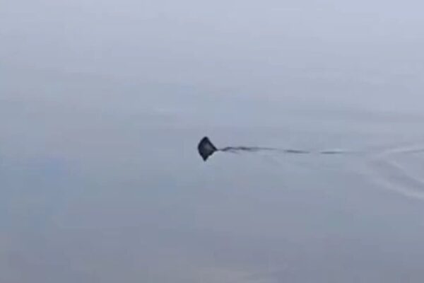 Pescador flagra tubarão na Baía de Guanabara, no Rio de Janeiro