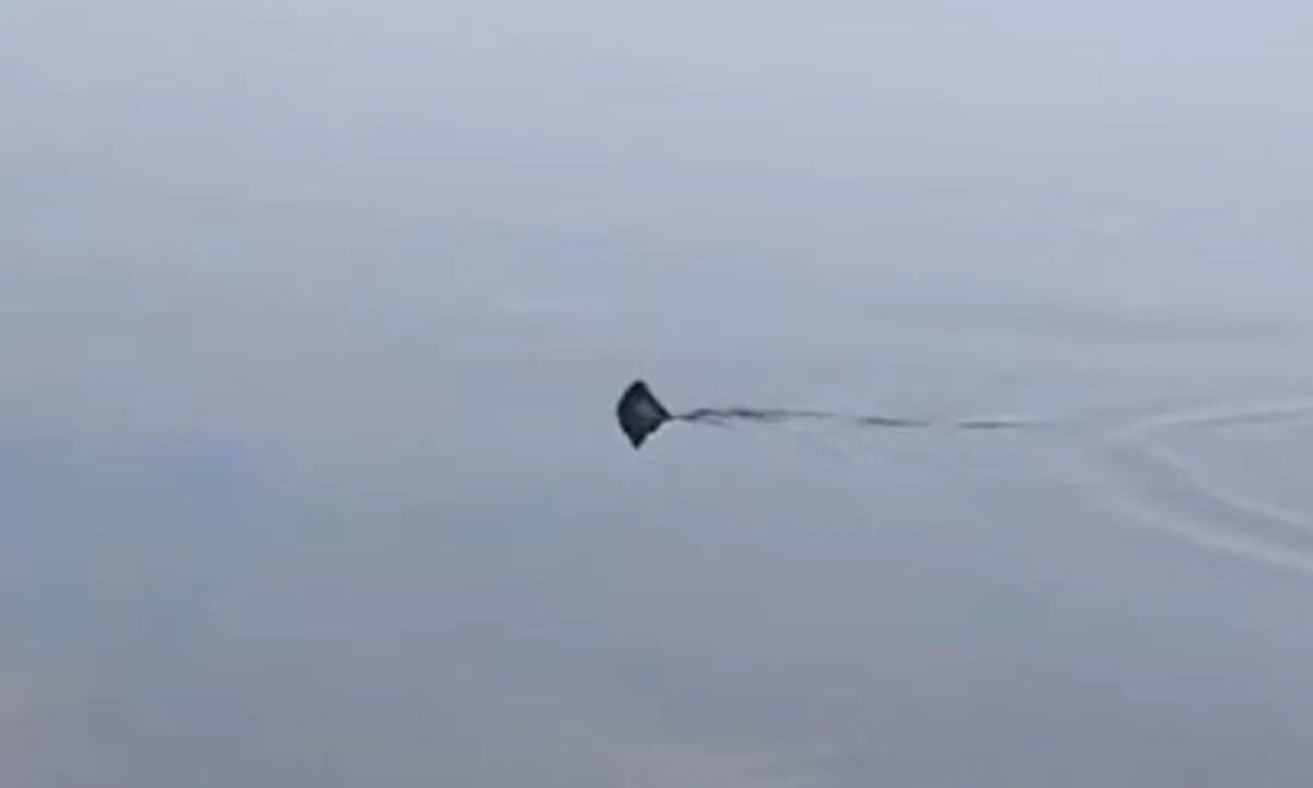 Pescador flagra tubarão na Baía de Guanabara, no Rio de Janeiro
