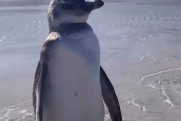 Pinguim é avistado em Arraial do Cabo-RJ na Praia Grande