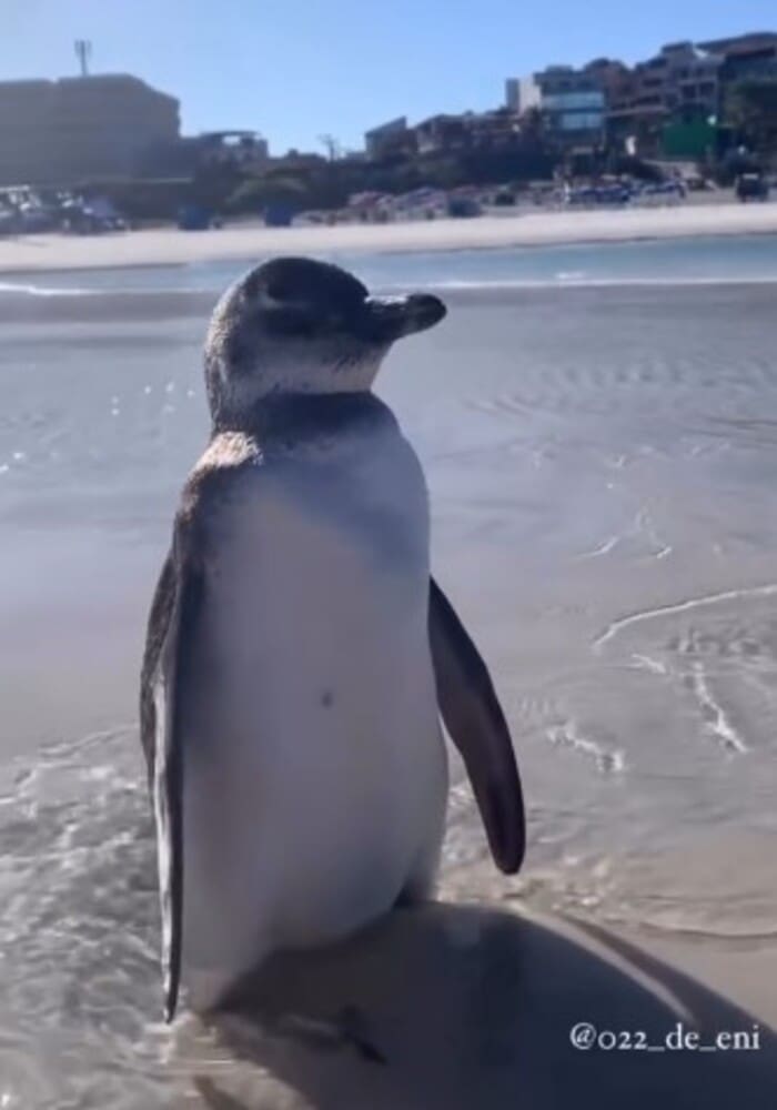 Pinguim é avistado em Arraial do Cabo-RJ na Praia Grande