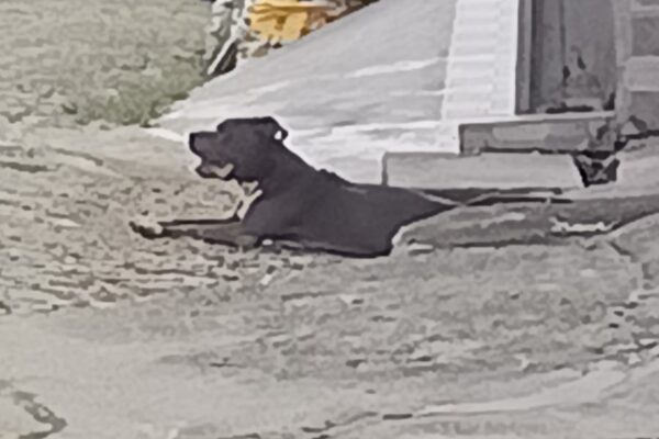 Pitbull fugiu de casa e causou transtornos no Sítio São Luiz, em Nova Friburgo