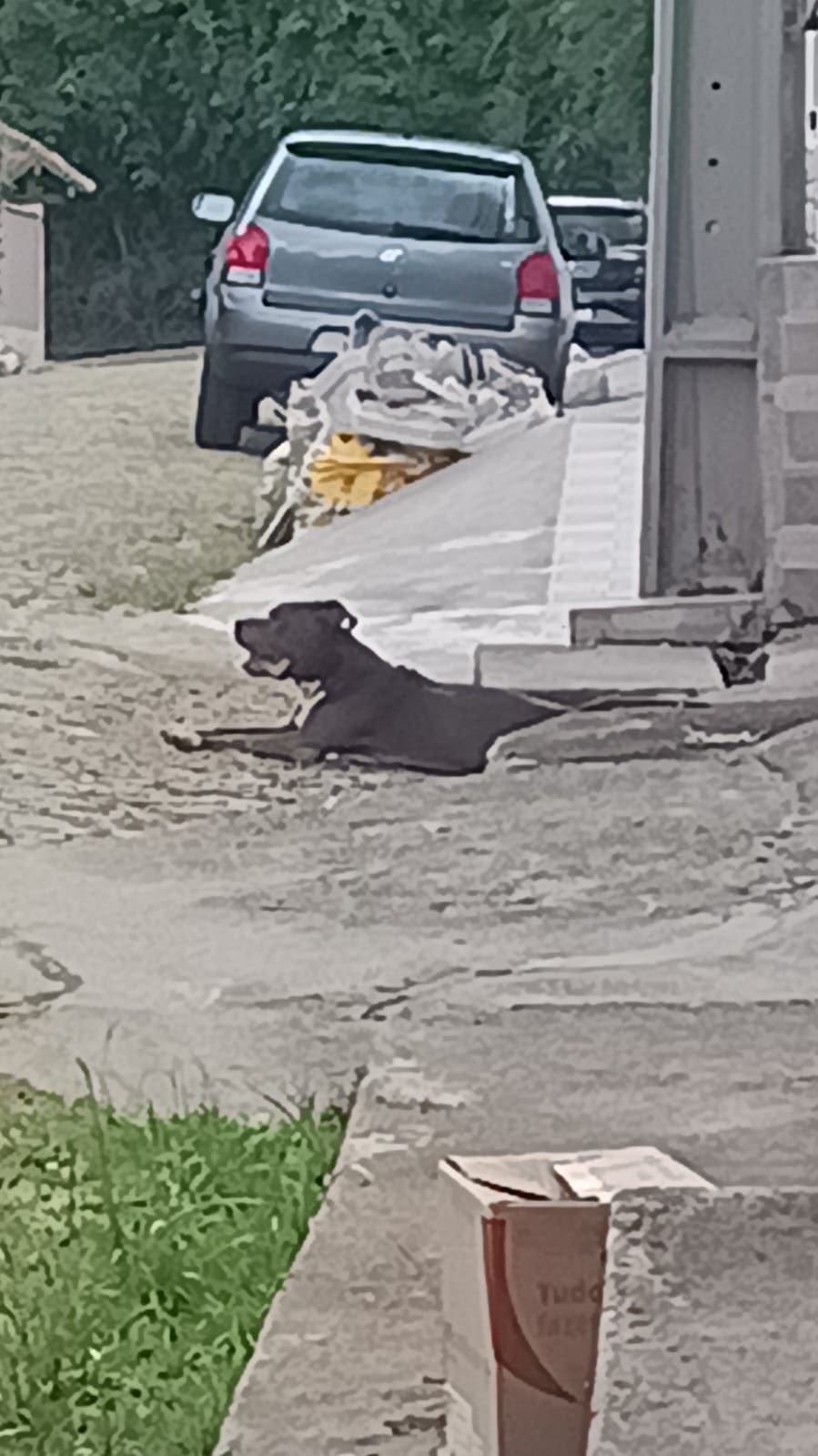 Pitbull fugiu de casa e causou transtornos no Sítio São Luiz, em Nova Friburgo