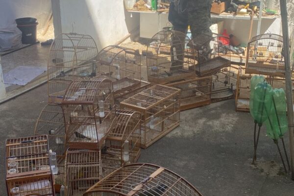 Polícia Ambiental apreende 40 aves silvestres em Nova Friburgo