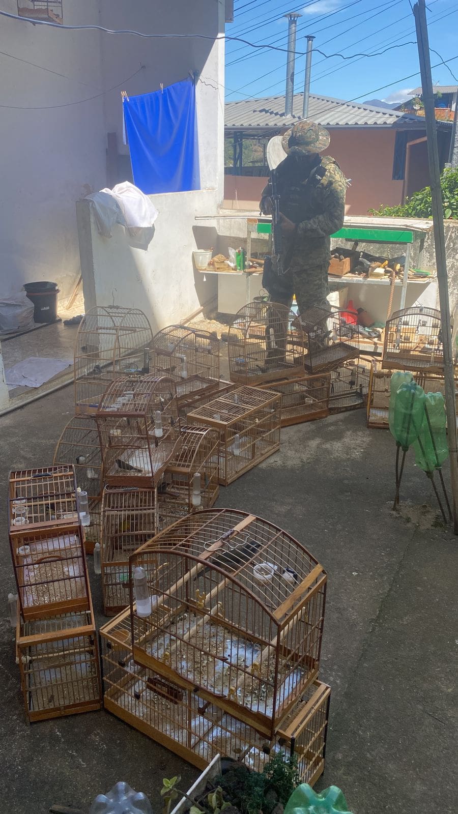 Polícia Ambiental apreende 40 aves silvestres em Nova Friburgo