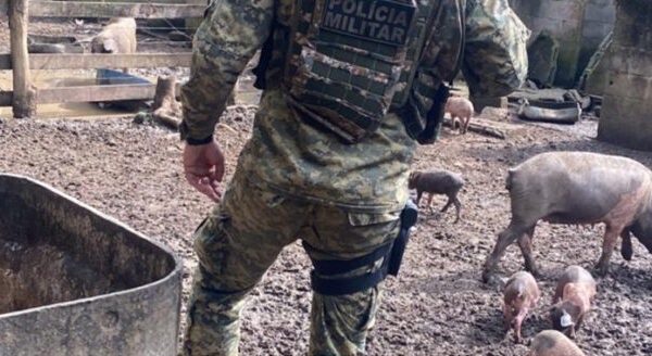 Polícia ambiental prende homem e apreende 29 porcos em Nova Friburgo