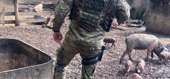 Polícia ambiental prende homem e apreende 29 porcos em Nova Friburgo