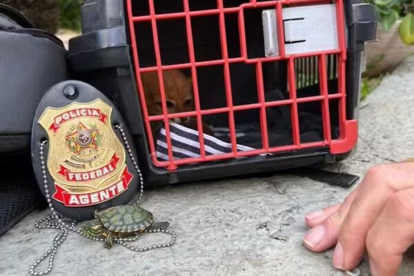 Polícia federal apreende animais selvagens no Rio de Janeiro (2)