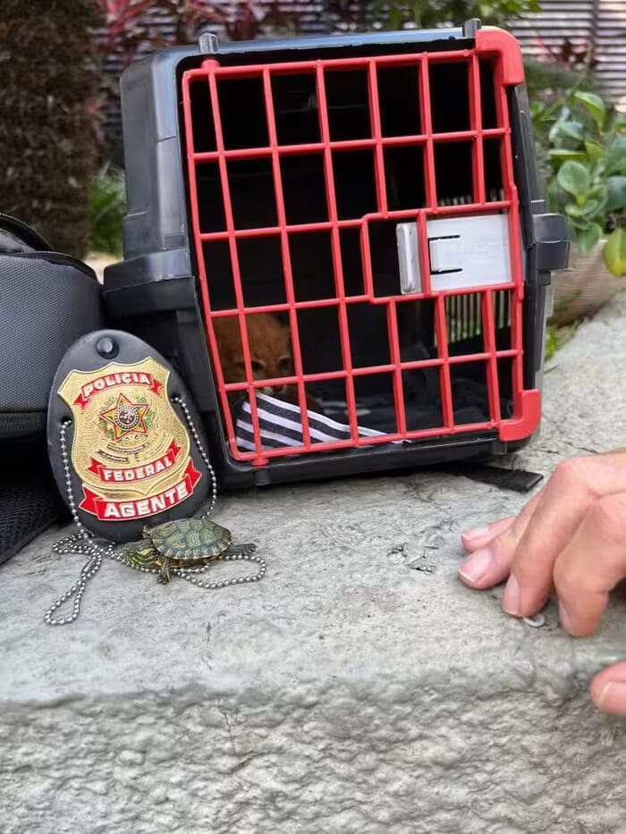 Polícia federal apreende animais selvagens no Rio de Janeiro (2)