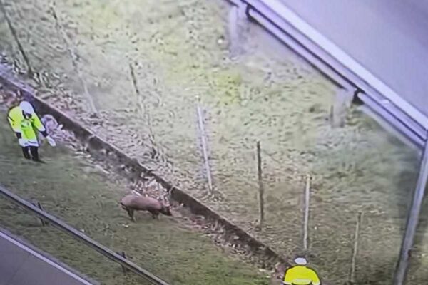 Porco fujão paralisa BR 101 na manhã desta quarta-feira no Rio de Janeiro
