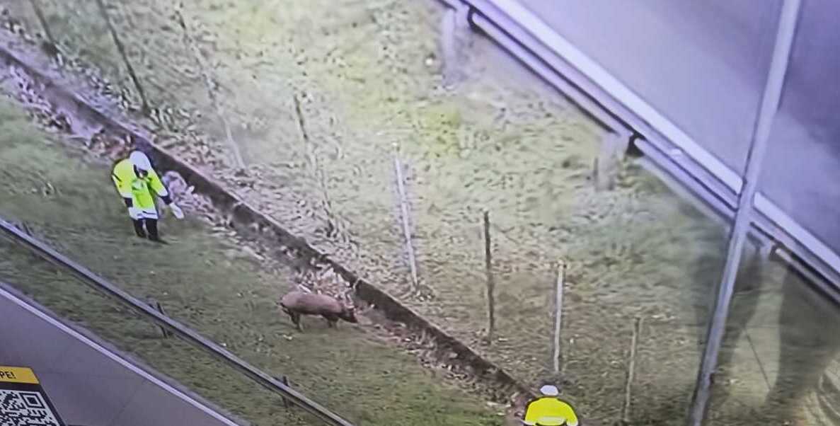 Porco fujão paralisa BR 101 na manhã desta quarta-feira no Rio de Janeiro
