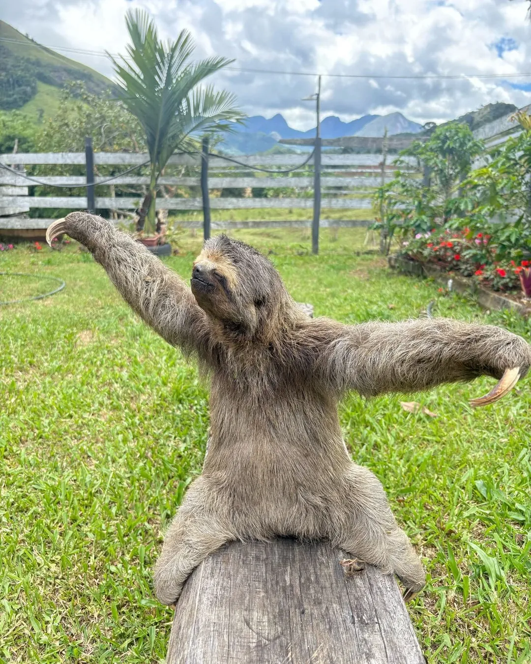 Preguiça Bailarina que encantou o Brasil foi resgatada em Nova Friburgo (4)